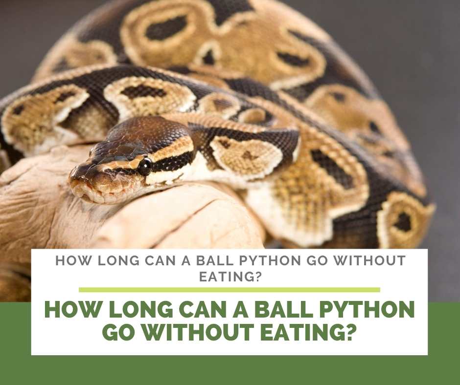 How Long Can A Ball Python Go Without Eating? The TRUTH!