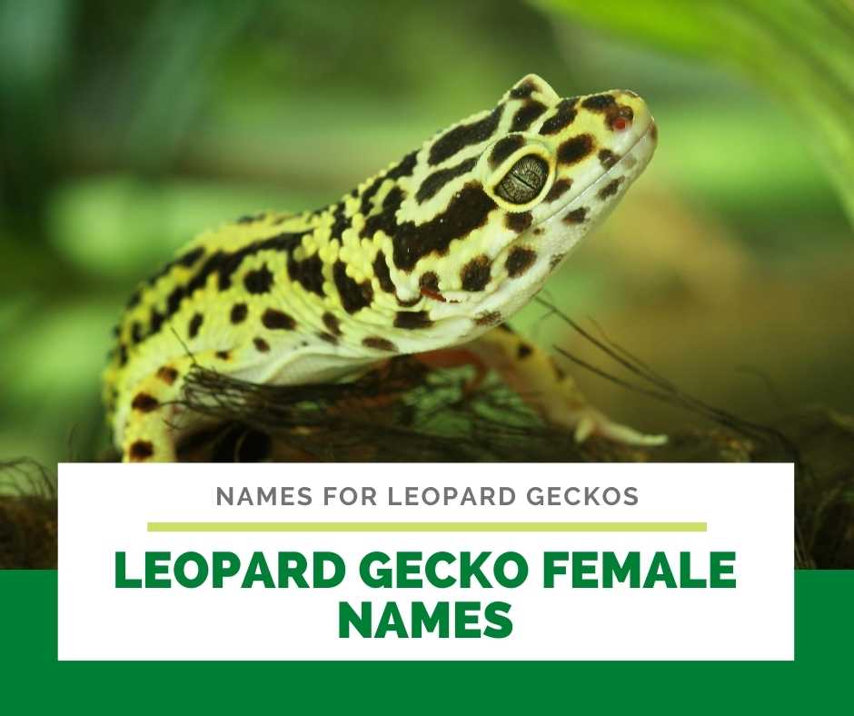 350+ Names for Leopard Geckos Male & Female, Fun, Unisex