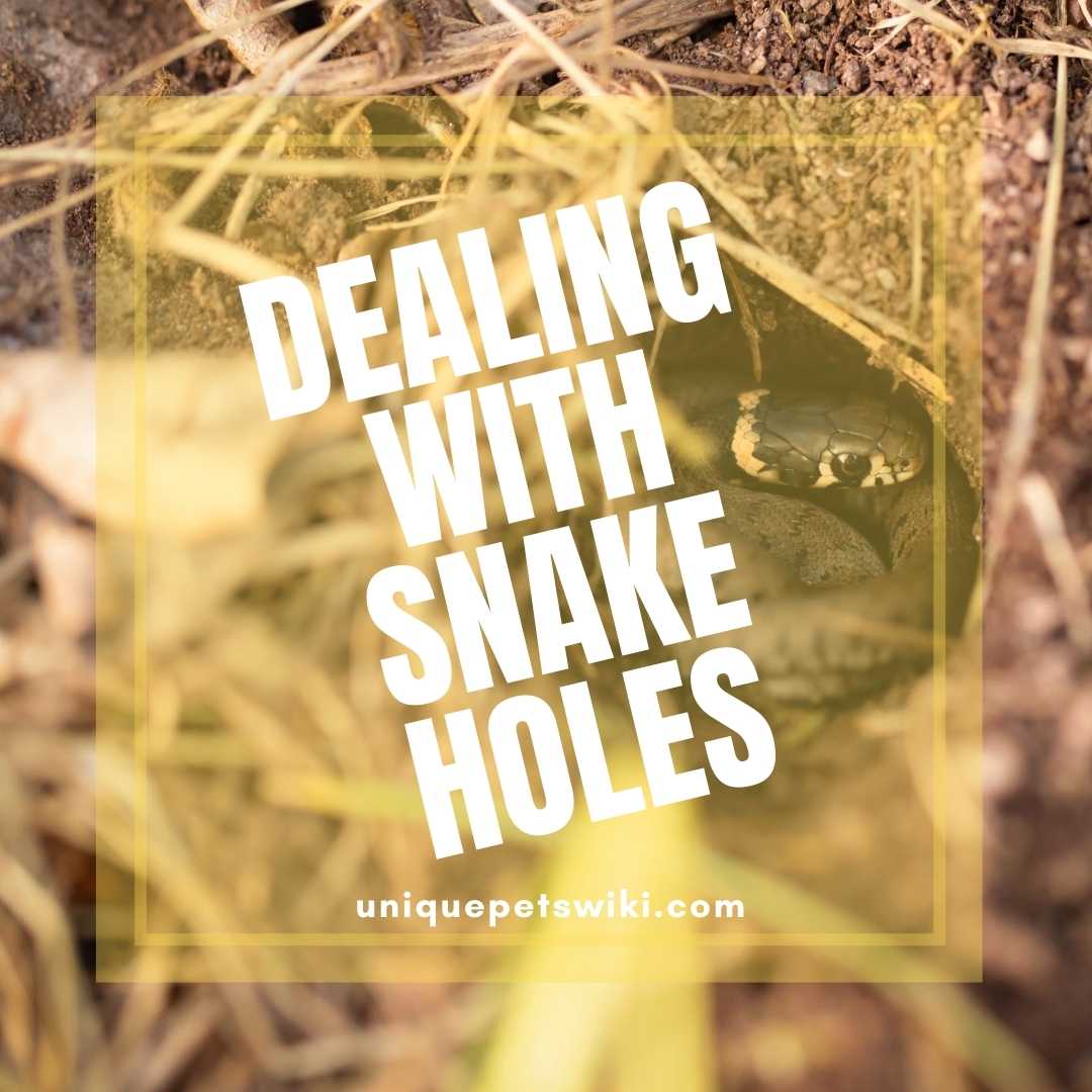 Dealing With Snake holes The Right Thing To Do!