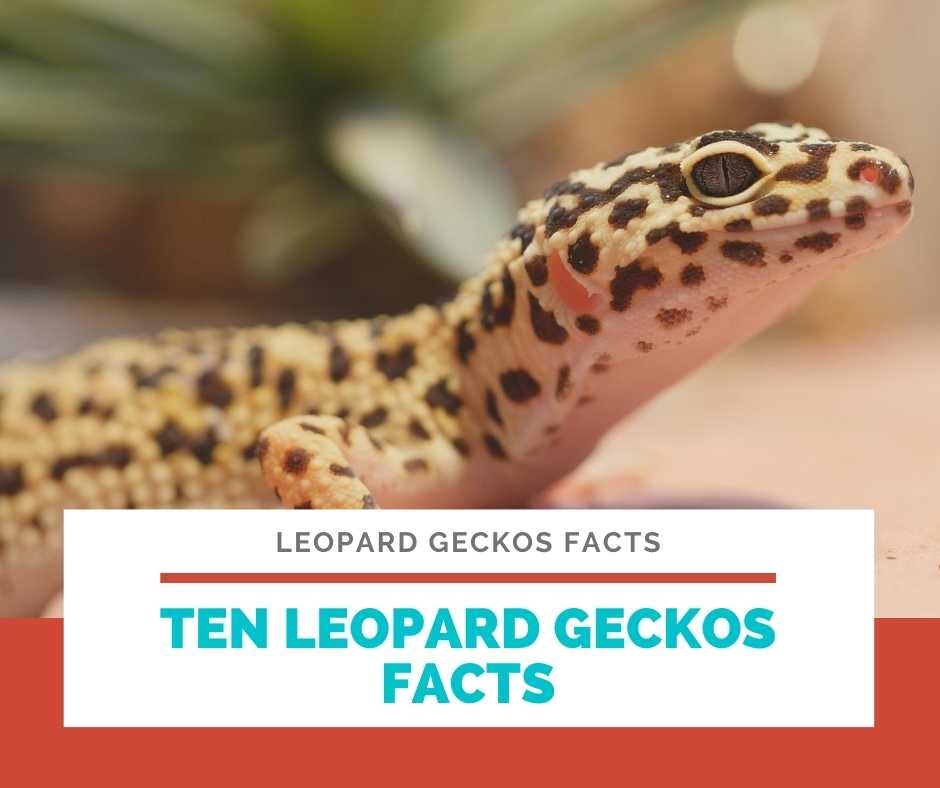 10 Leopard Geckos Facts You Probably Did not know