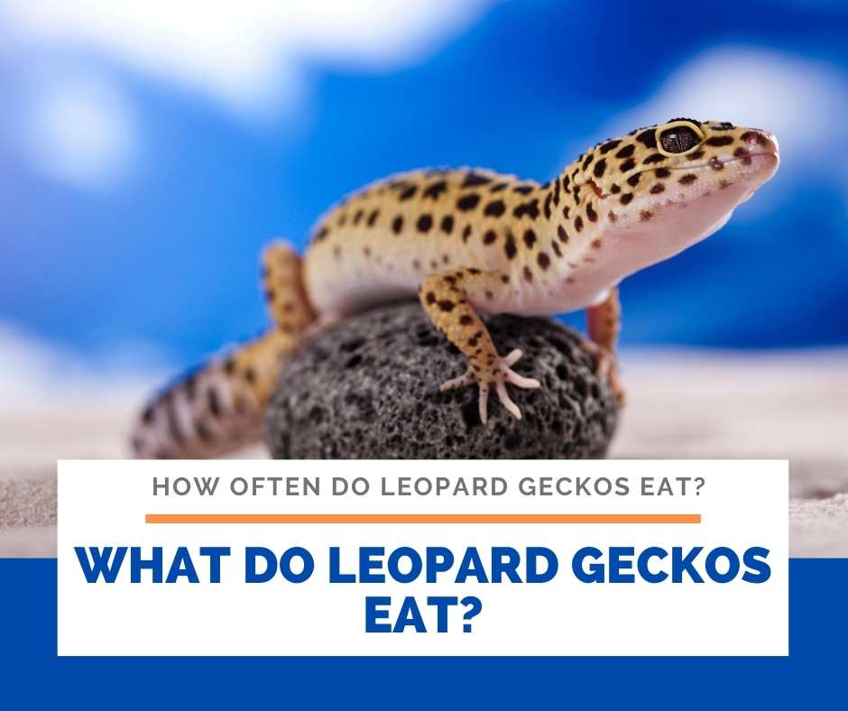 How Often Do Leopard Geckos Eat?