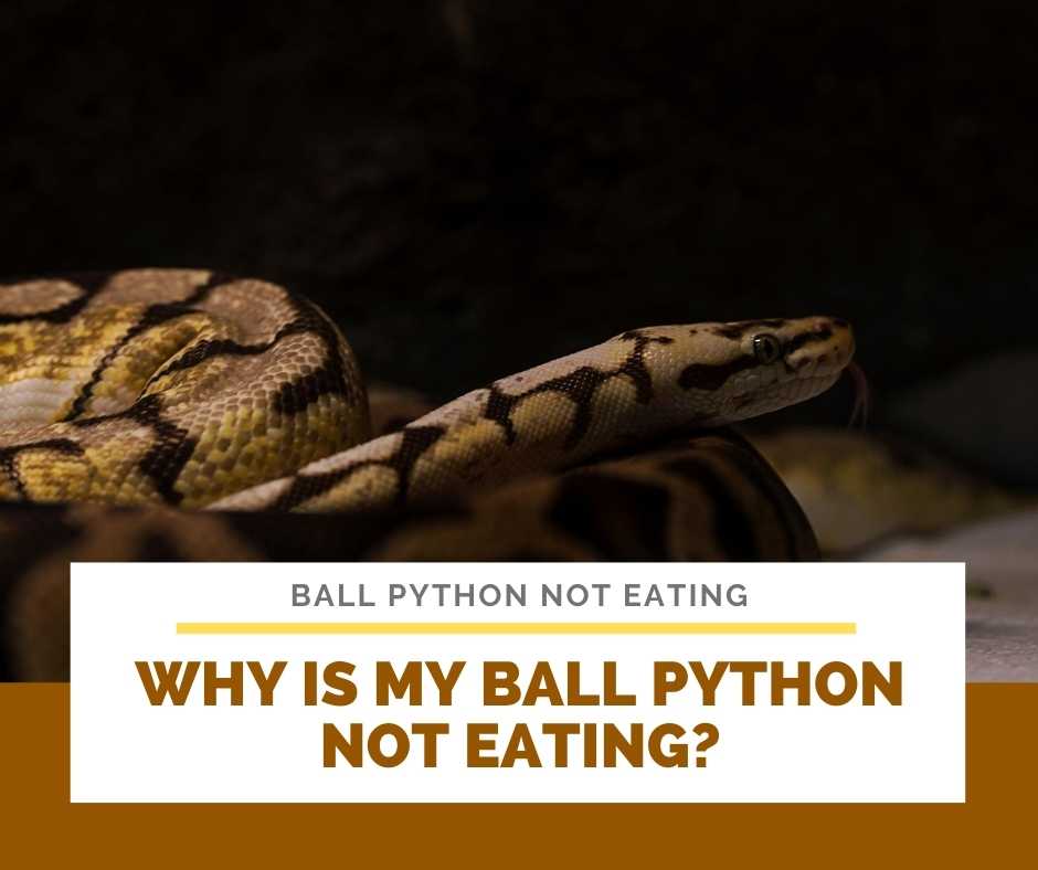How Often Do Young Ball Pythons Shed Giuseppa Rizzo
