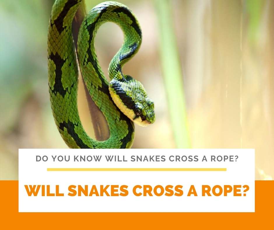 Do You Know Will Snakes Cross A Rope?