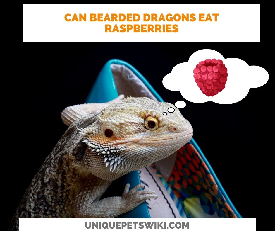 Can Bearded Dragons Eat Raspberries? You Must Read!