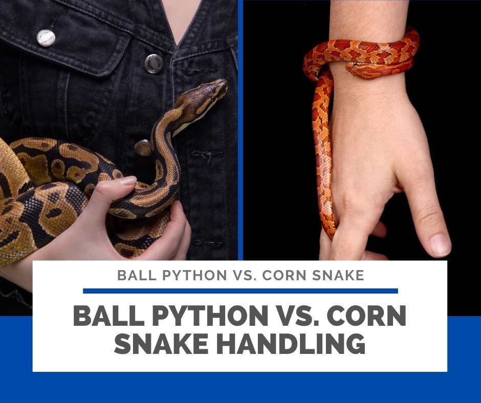 Ball Python vs Corn Snake Which Pet Snake is the Best for You?