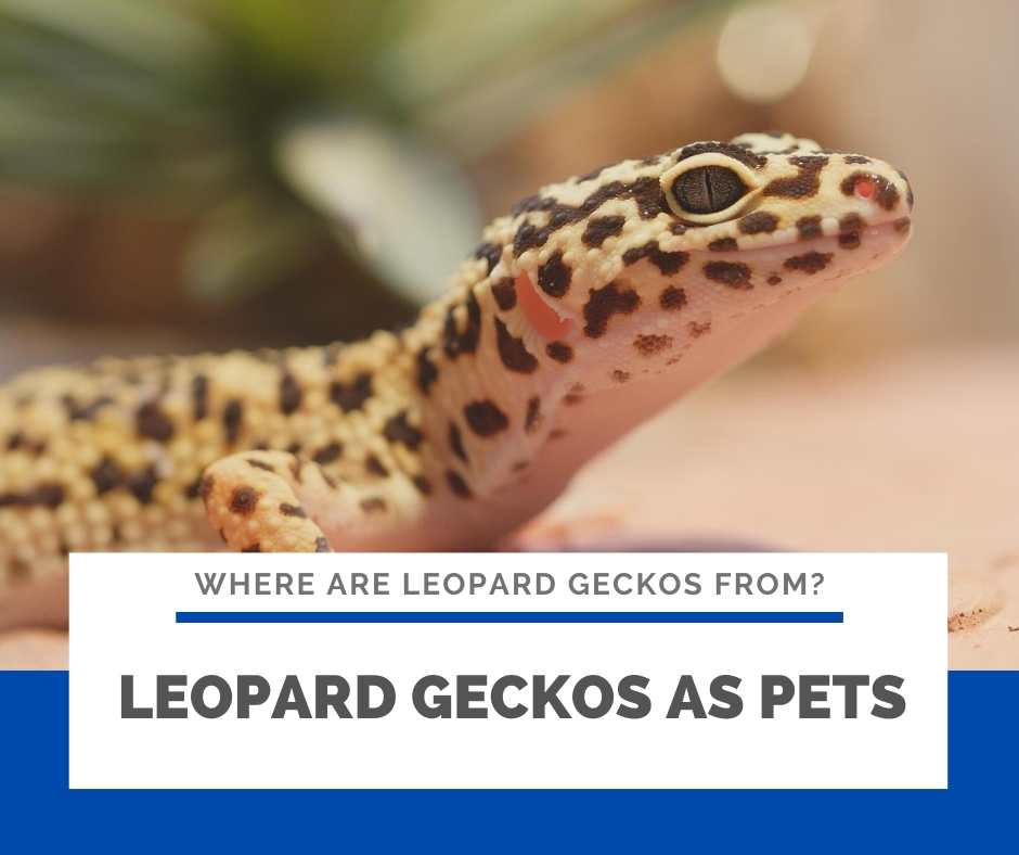Where Are Leopard Geckos From? Understand Leos Habitats In