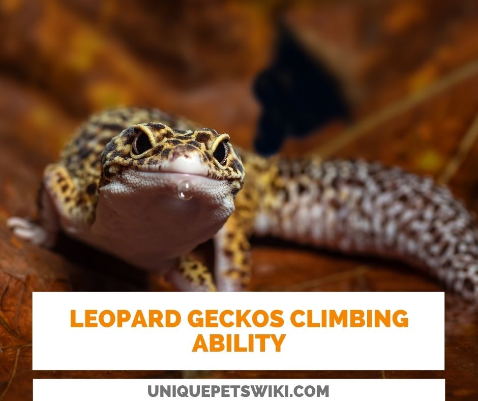 Do Leopard Geckos Like To Climb? Leopard Gecko Climbing Ability
