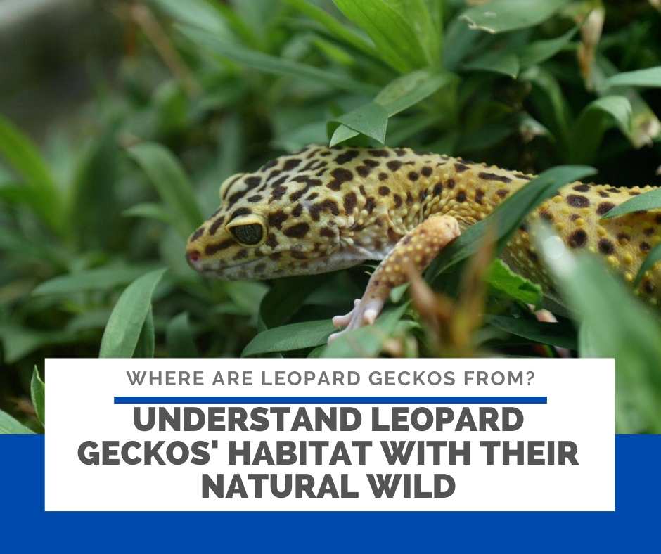 Where Are Leopard Geckos From? Understand Leos Habitats In