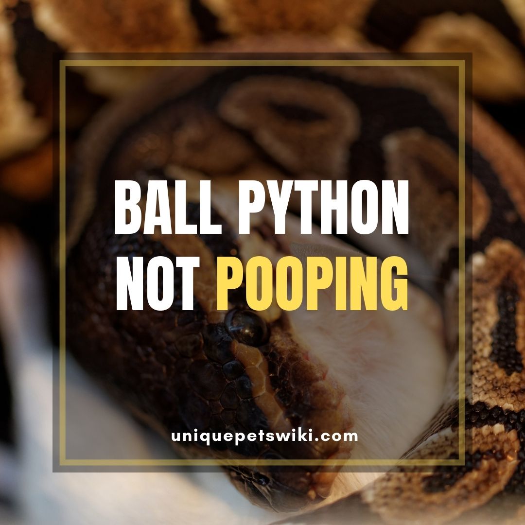 Ball Python Not Pooping Why? How You Can Help Your Ball Python To Poop