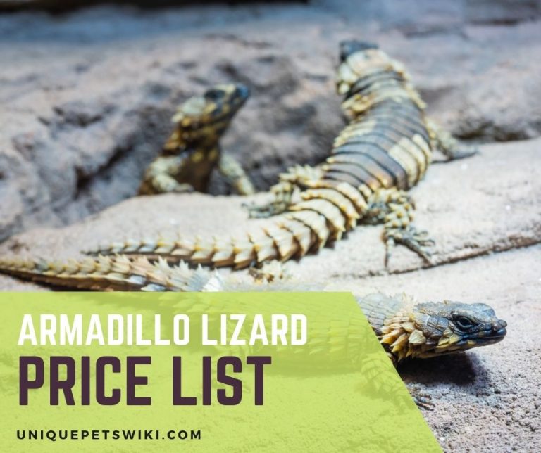 Armadillo Lizard Price How Much Do Armadillo Lizards Cost?