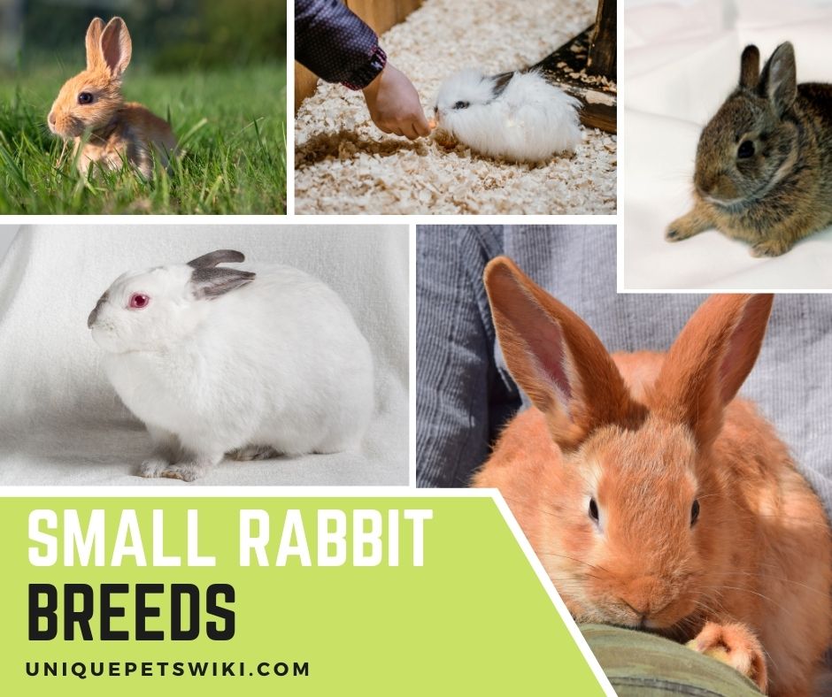 Top 8 Small Rabbit Breeds That Stay Small For Pets