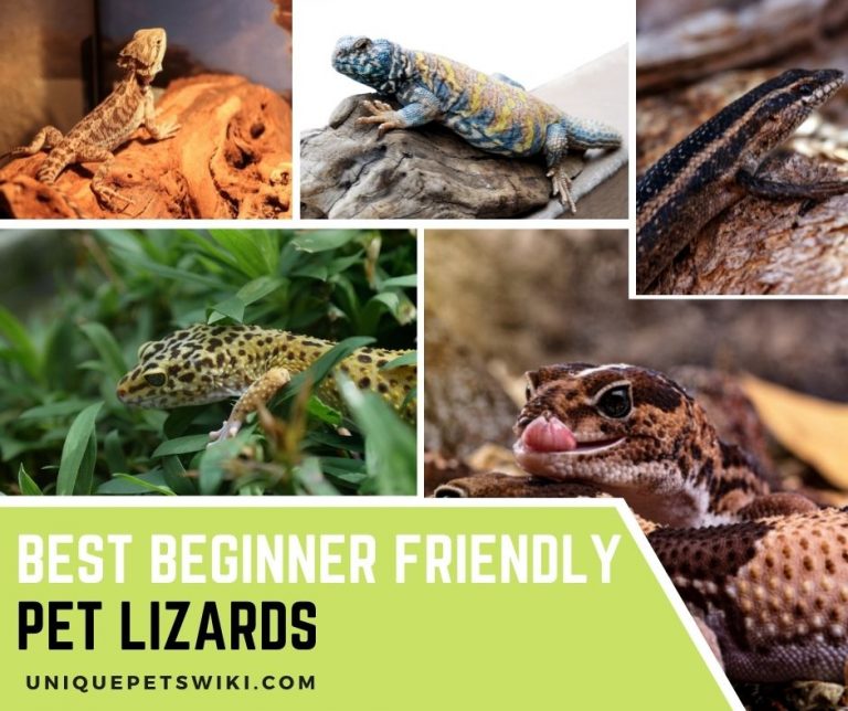 15 Best Beginner Friendly Pet Lizards (Photos & Facts Included)