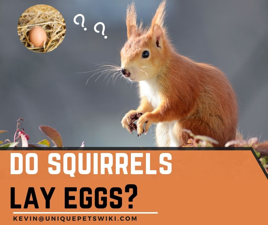 Do Squirrels Lay Eggs? 1 Important Thing You Must Note