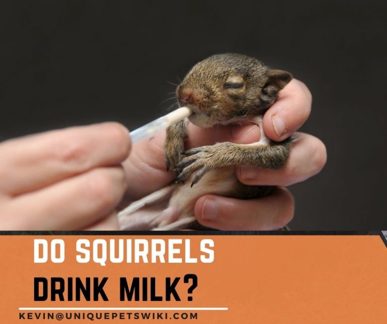 Do Squirrels Drink Milk? 5 Facts You Should Know