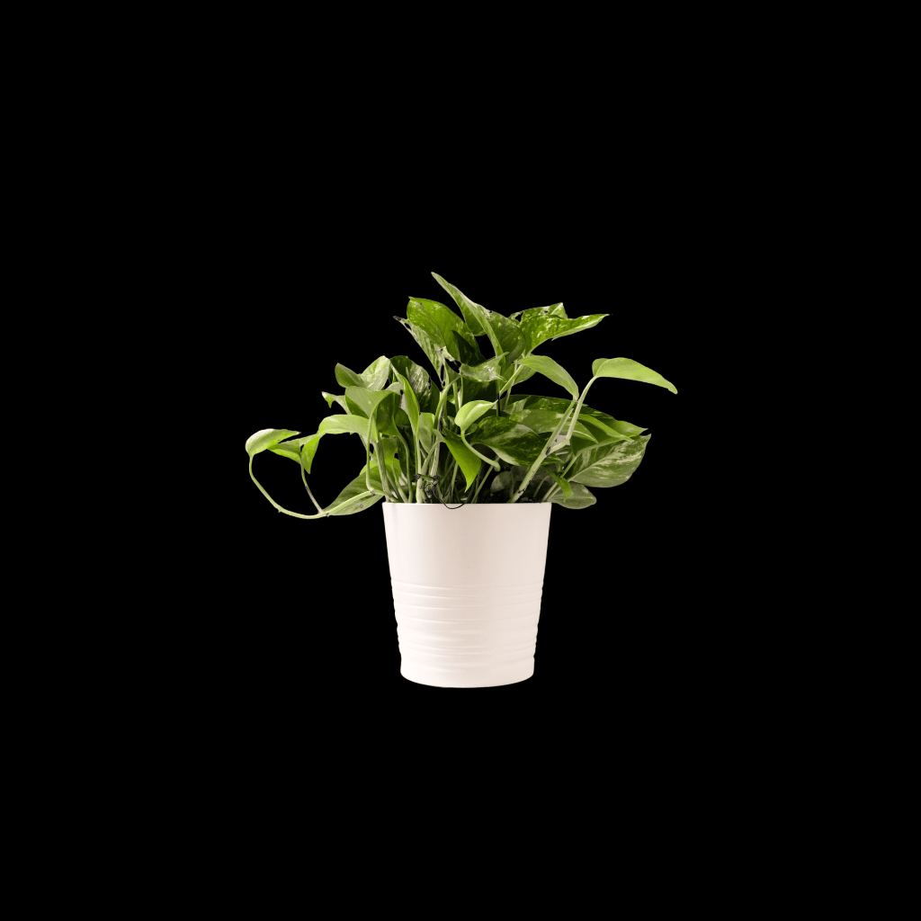 Unique Plant Nursery Raipur, Chhattisgarh