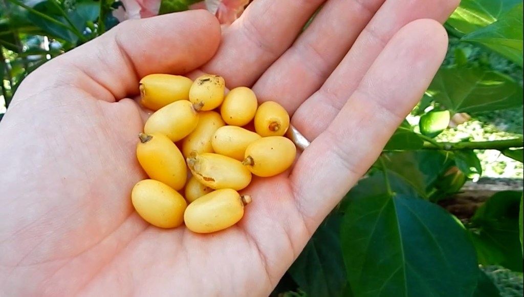 Como Se Aplica El Aceite De Neem En Las Plantas Aplican Compartida