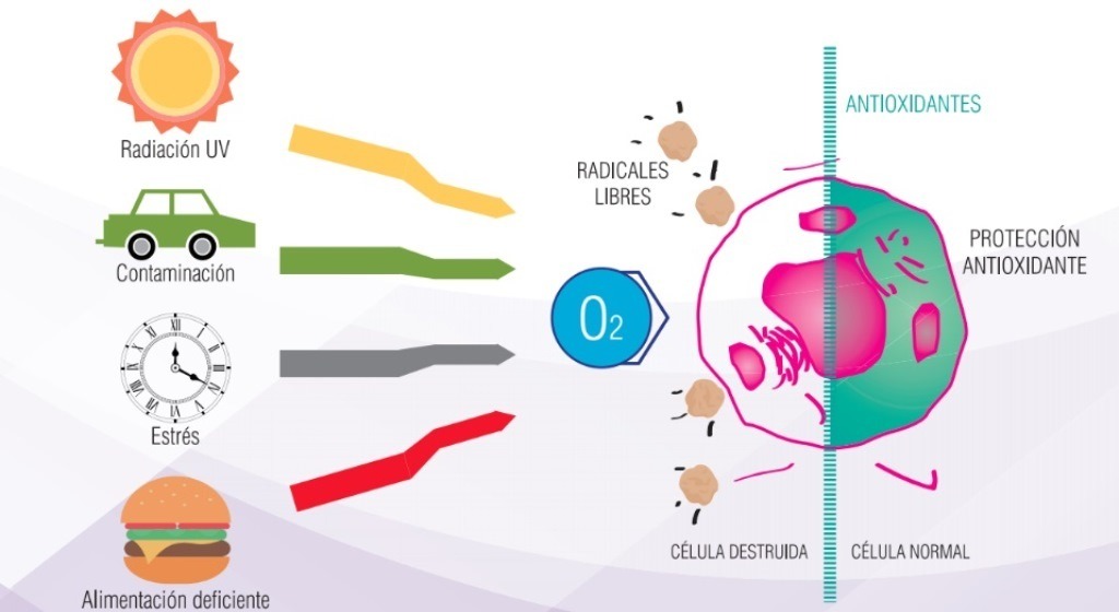 Radicales libres Cómo disminuirlos y Enfermedades asociadas