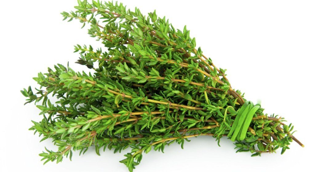 Tomillo Contraindicaciones, Propiedades y Beneficios