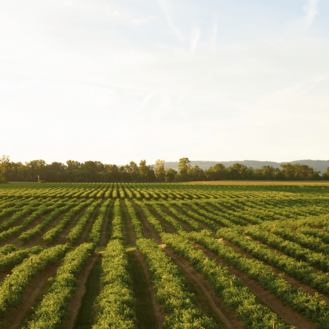 Soak Up the Southern Sun with a Hobby Farm Loan in Texas