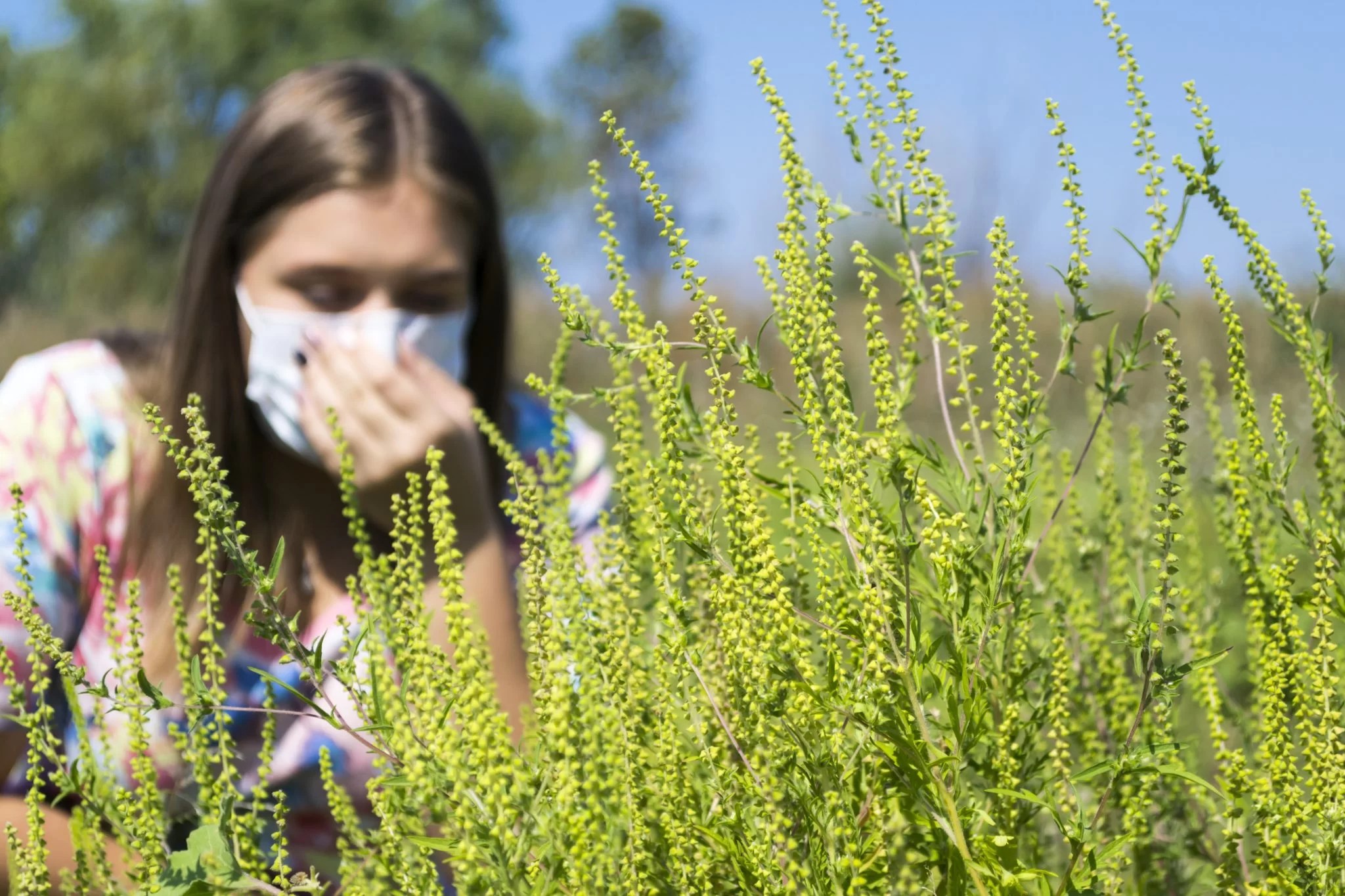 Ragweed and Fall Pollen Allergies United Allergy Services