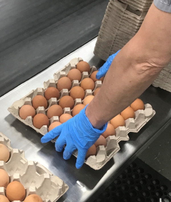 Food Safety United Egg Producers