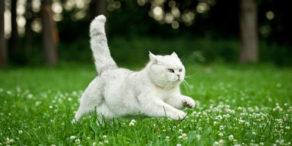 8 Best Animal Escape Artists