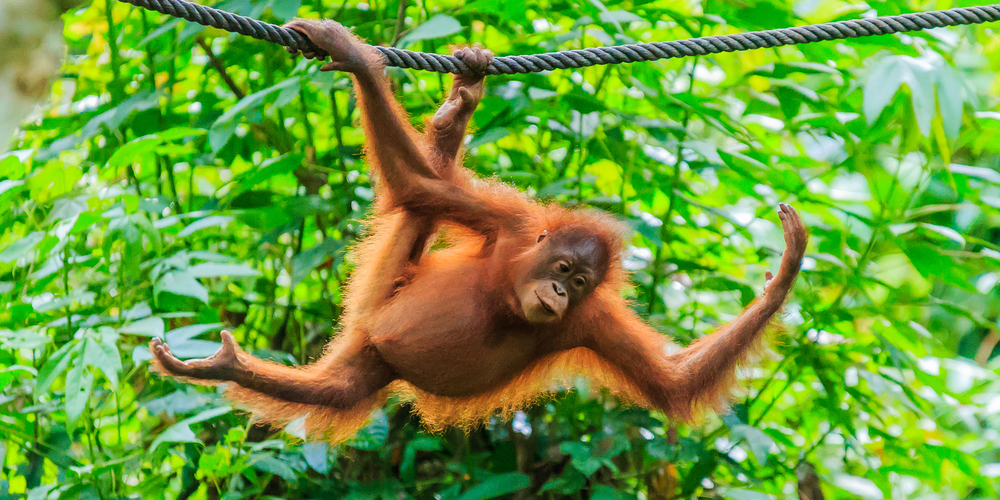 8 Best Animal Escape Artists