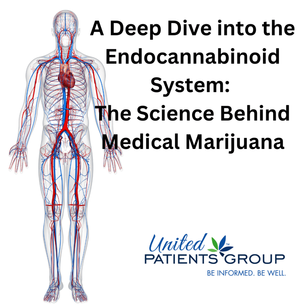 A Deep Dive into the Endocannabinoid System The Science Behind Medical