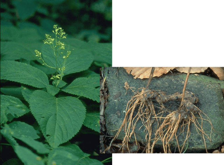 Stone Root Collinsonia canadensis United Plant Savers