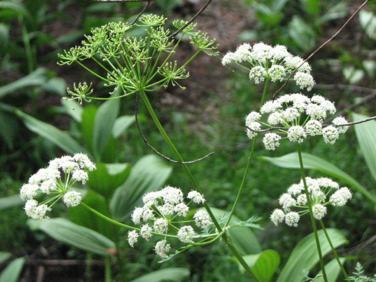 Osha Ligusticum porteri United Plant Savers