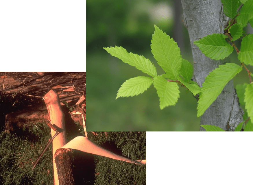 Slippery Elm Ulmus rubra United Plant Savers