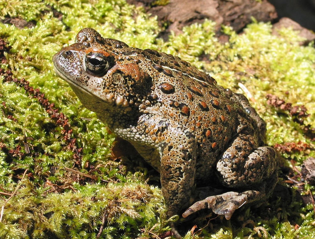 Western Toad information United Riders of Cumberland
