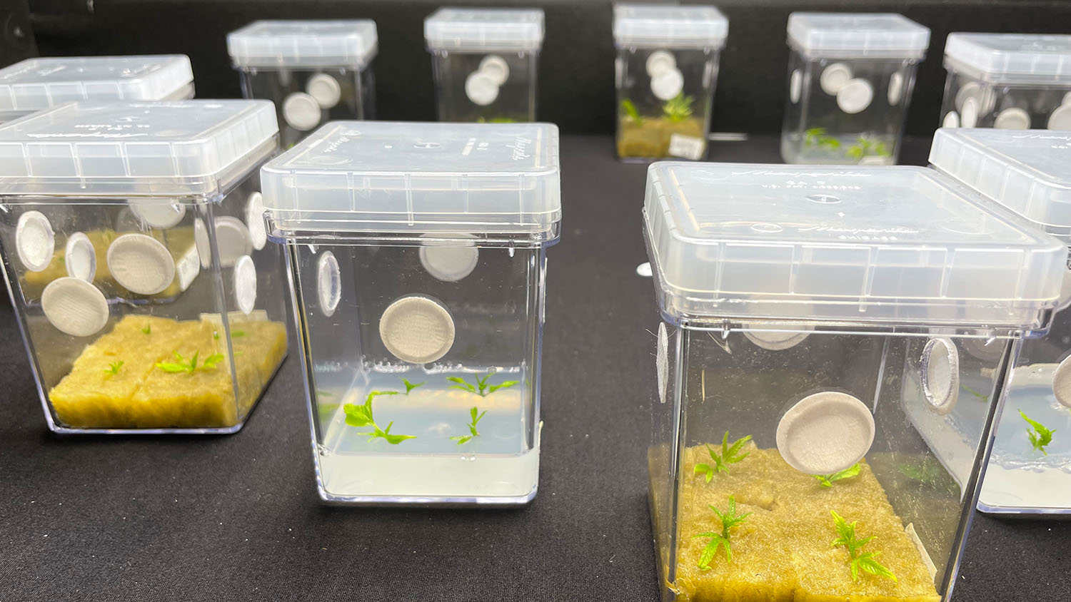 Speed Breeding and Biotech in Controlled Environments Controlled