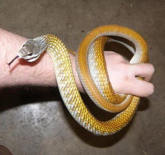 Golden Tree Snakes For Sale UNIVERSE PETS AND REPTILES BREEDER INC
