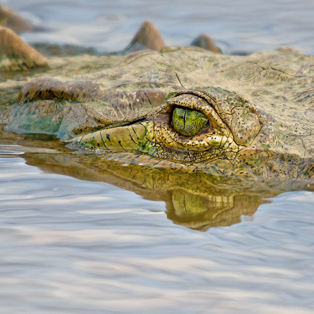 Crocodiles Univers Reptiles