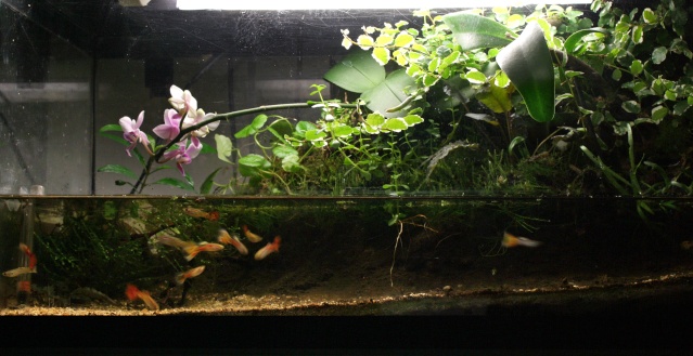 Décor Pour Terrarium Univers Reptiles