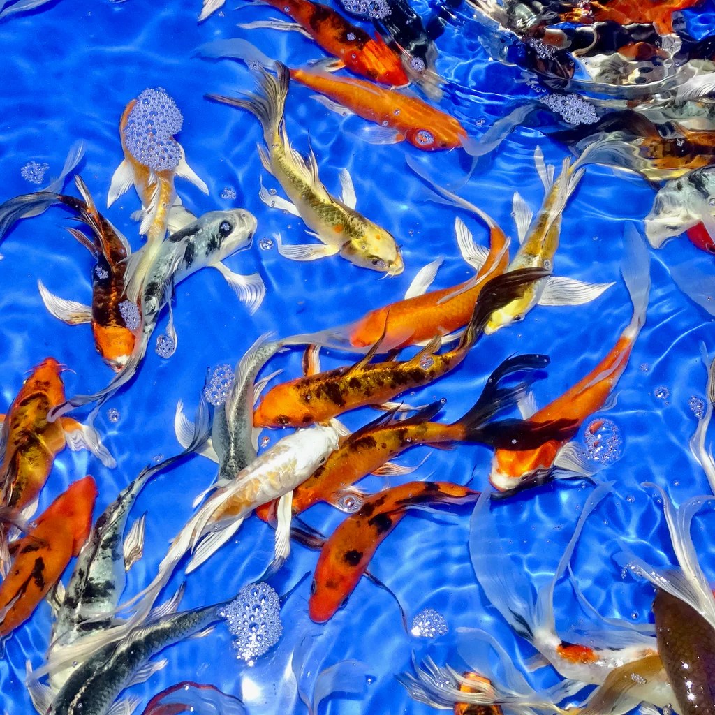 Assorted Butterfly Koi Carp (34") Universal Aquatics Tropical and