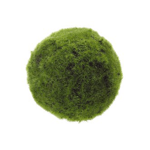 Chladophlora “Moss ball“ Universal Aquatics Tropical and Pond Fish