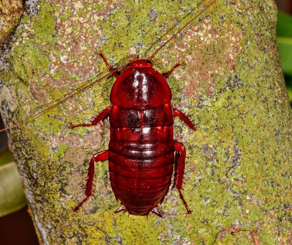 Cockroach Exterminator in Newtown Square, PA
