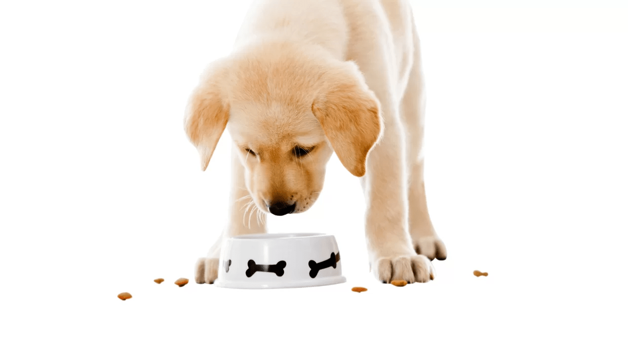 High Pressure Processing (HPP) Enables CleanerLabel Pet Food