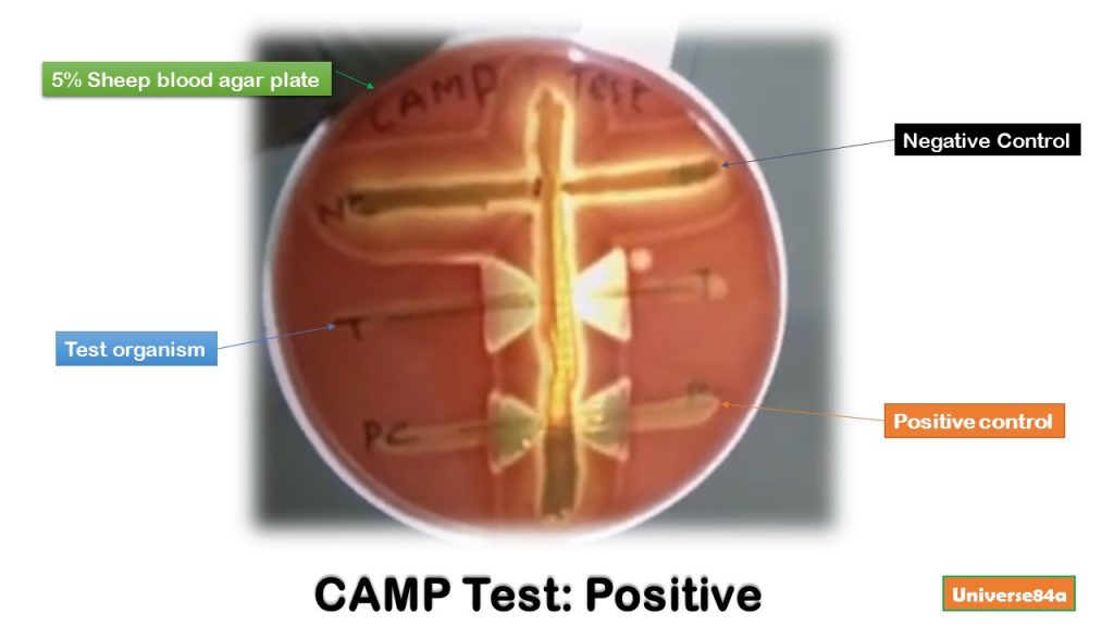 CAMP Test Introduction, Principle, Test Requirements, Test Procedure, R