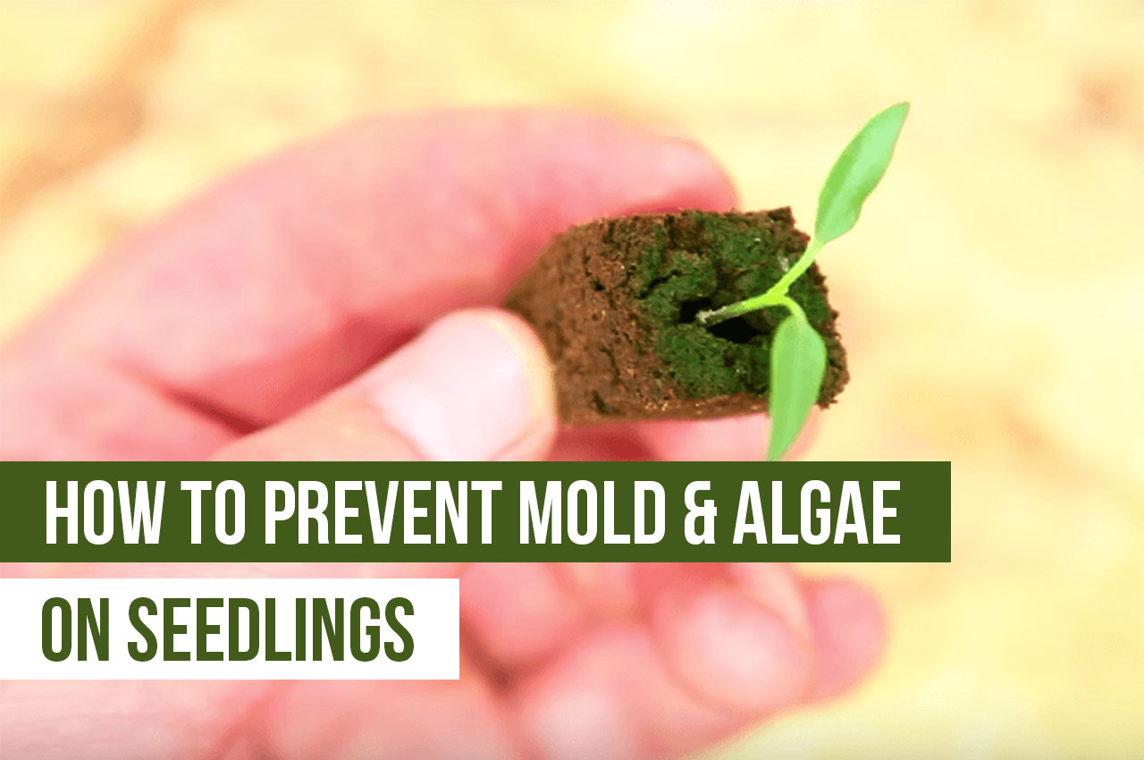 How to Prevent Mold and Algae on Seedlings Upstart University