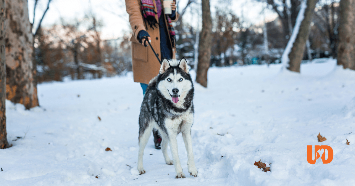 How to Protect your Dog’s Paws in the Winter University of Dog