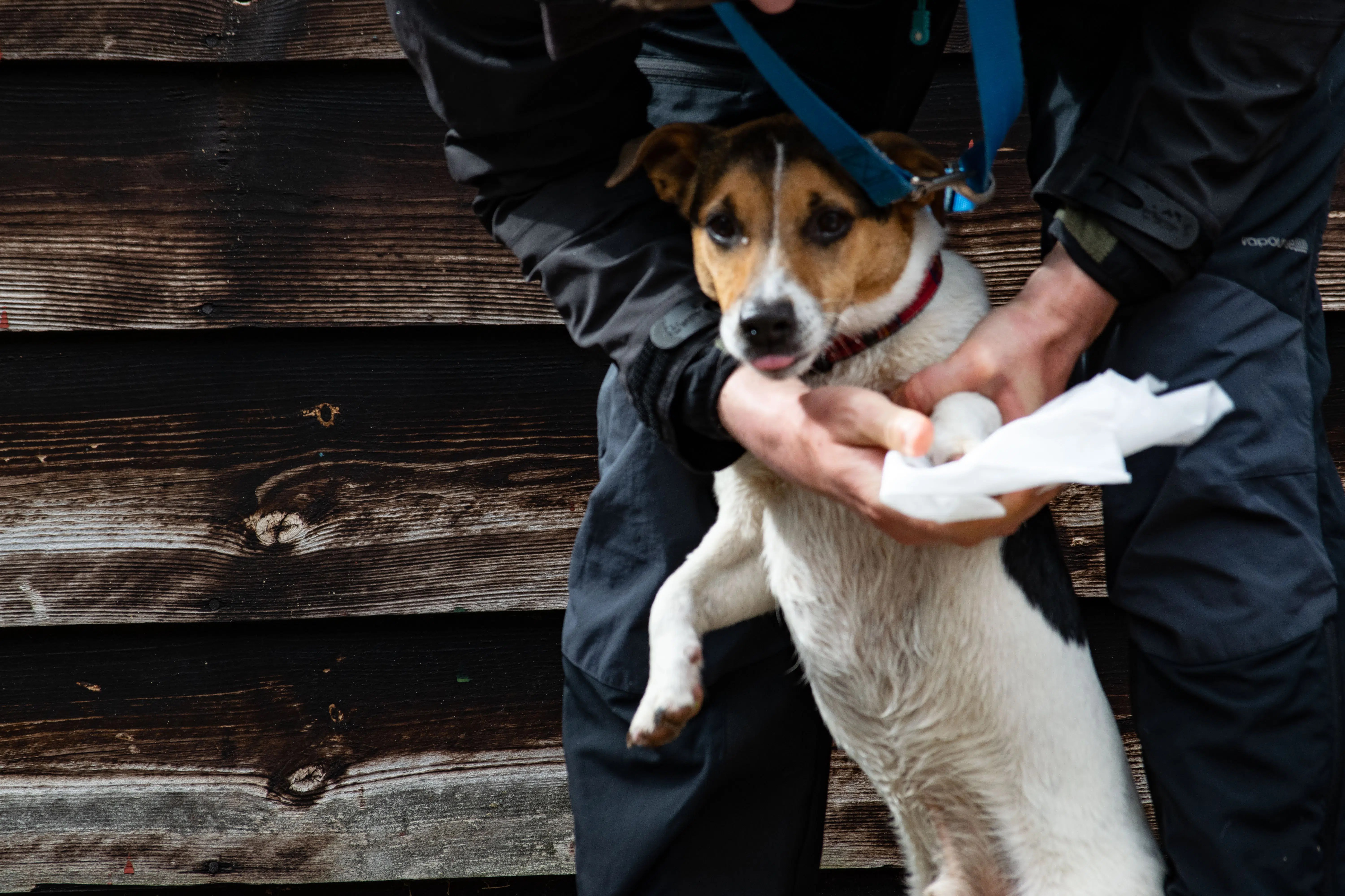 Are antibacterial wipes toxic to pets? Uniwipe