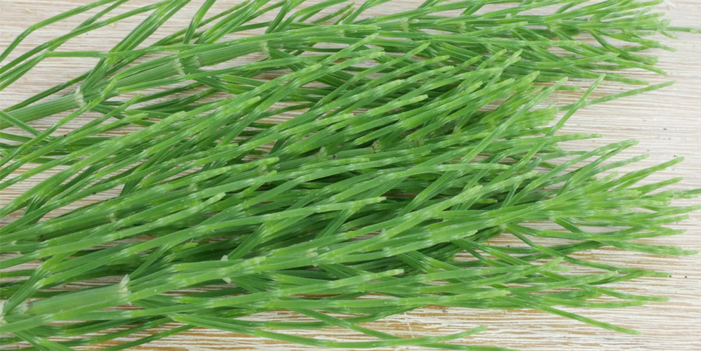 Ackerschachtelhalm erkennen Voller Kieselsäure & stoffwechselanregend