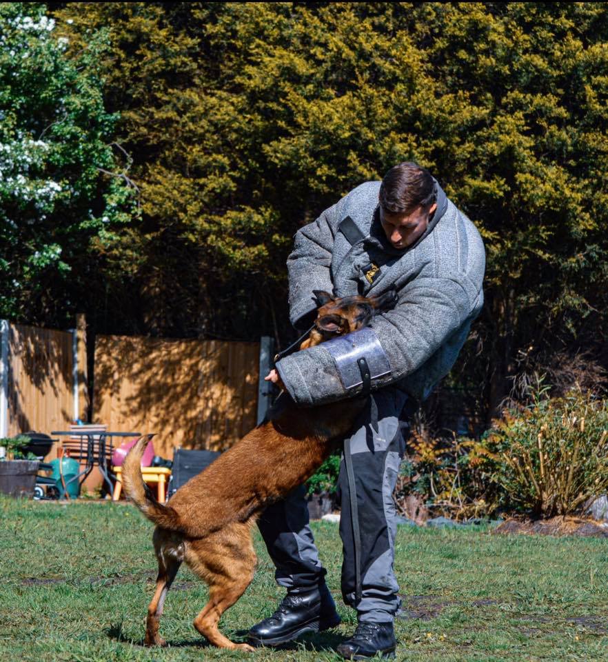 Personal Protection Dog Training in Liverpool(04)