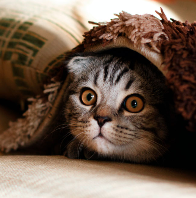 Cat Boarding Unleashed Madison