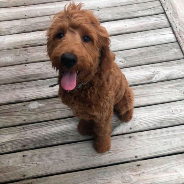 Dog Grooming Unleashed Madison