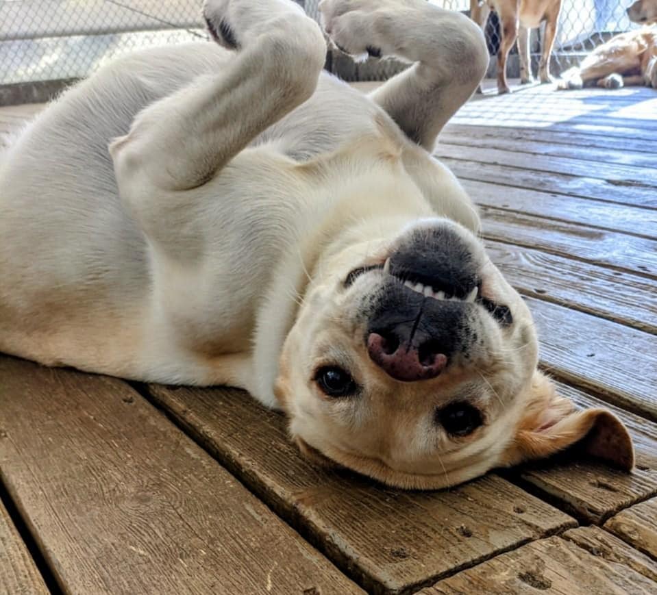 Dog Boarding Unleashed