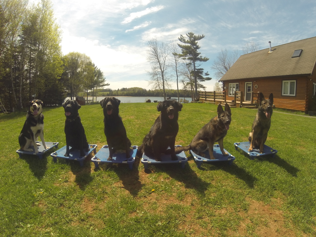 Pet Friendly Hotels PEI Unleashed Potential Stratford, PEI